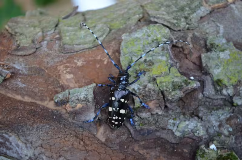 Asiatischer Laubholzbockkäfer in Marly: So schützen Sie Ihren Garten!