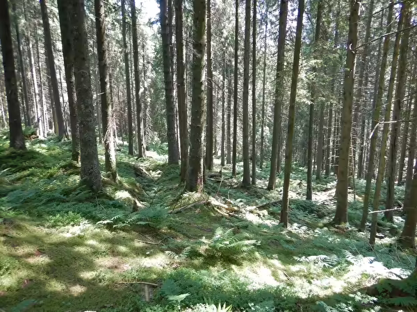 Riesenschritt für den Naturschutz: Neues Waldreservat in Nidwalden!