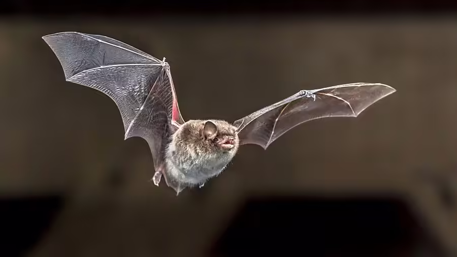 Tollwut-Gefahr in Glarus: Wasserfledermaus sorgt für Aufsehen!