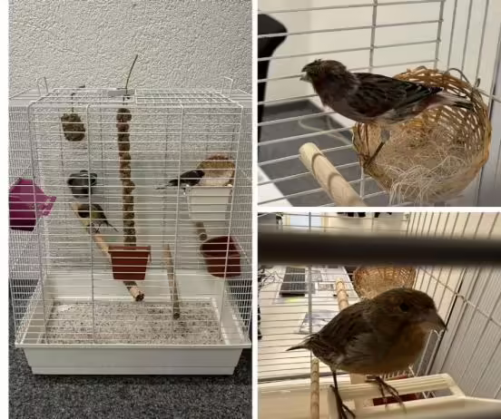 Vogelkäfig in Zürich: Zeugen gesucht nach herzlosem Aussetzen!