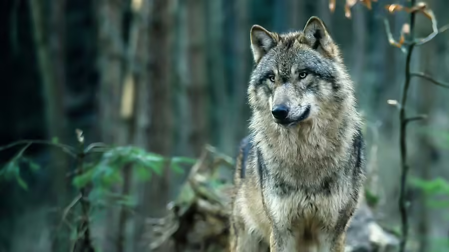 Wölfe im Visier: Glarus startet umstrittenes Monitoring-Projekt!