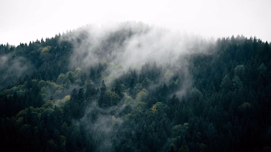 Klimawandel trifft Glarner Wald: Neue Strategie greift durch!