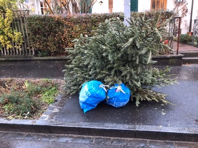 Basel räumt auf: Weihnachtsbäume werden zu nachhaltiger Pflanzenkohle!