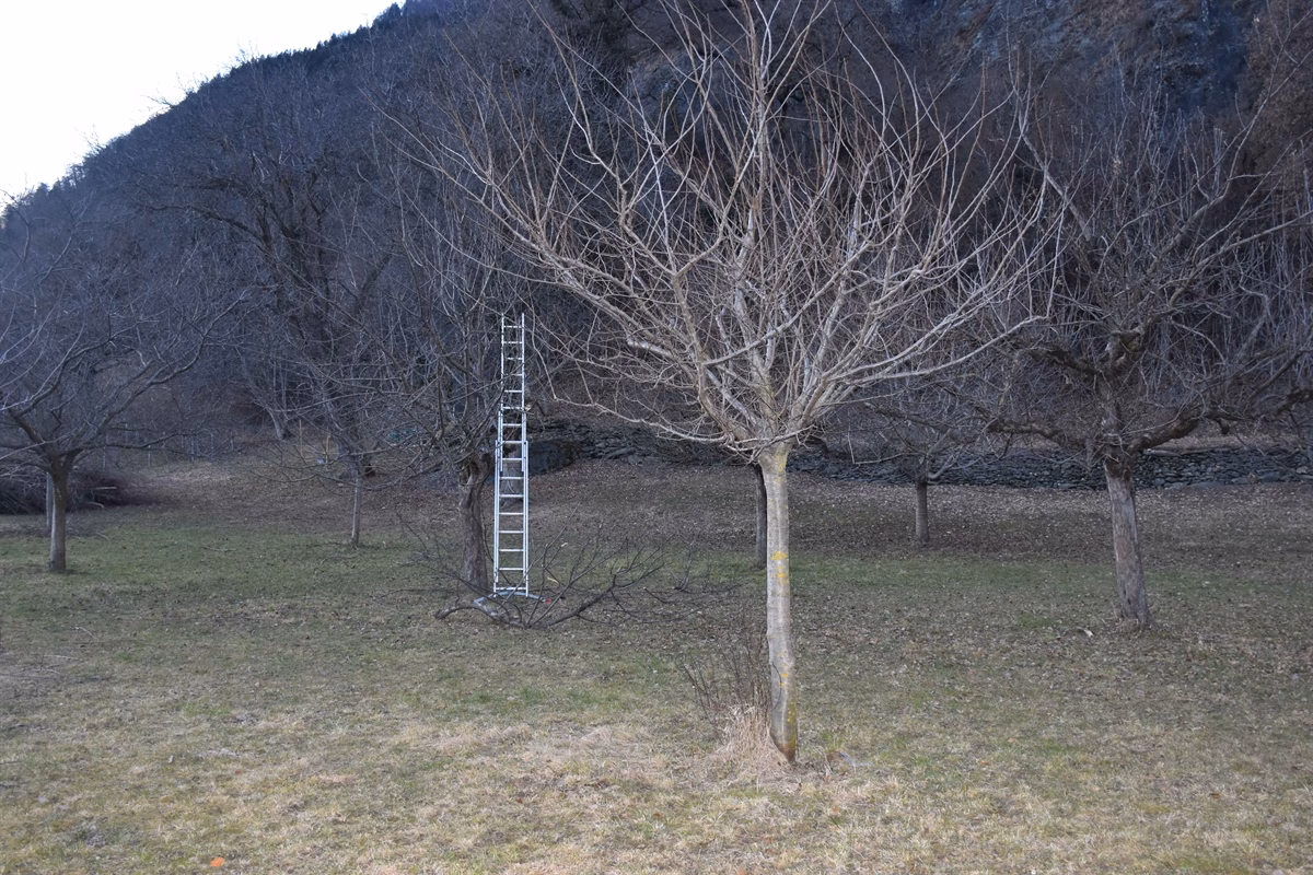 Baumpfleger in Felsberg stürzt drei Meter: Lebensretter eilt zur Hilfe!