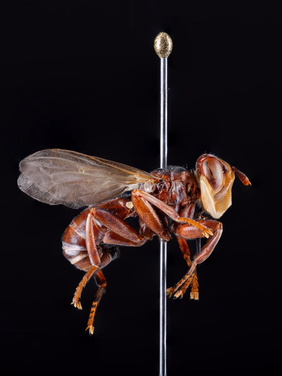 Freiburgs Museum enthüllt die Geheimnisse winziger Insekten!