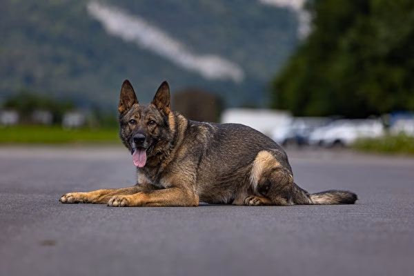 Drogeneinfluss und Flucht: Polizei schnappte Fahrzeuglenker in Stans!