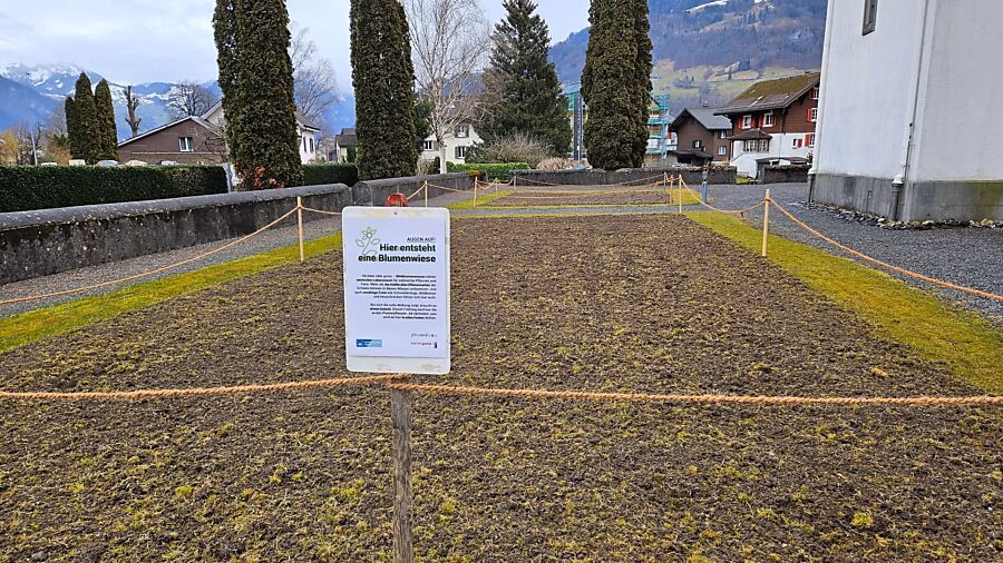 Glarus blüht auf: Wildblumenwiesen für mehr Vielfalt und Lebensqualität!