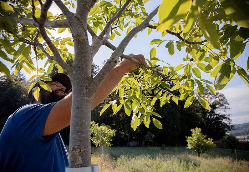 Klimagesetz 2023: Kanton Freiburg setzt auf grüne Zukunft!