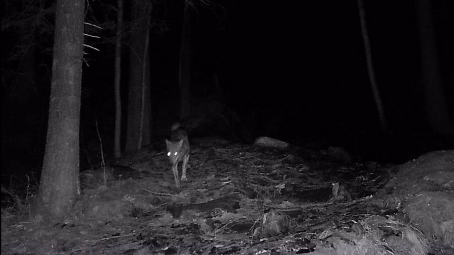 Wolf-Alarm in Elm: Abschussverfügung um 30 Tage verlängert!