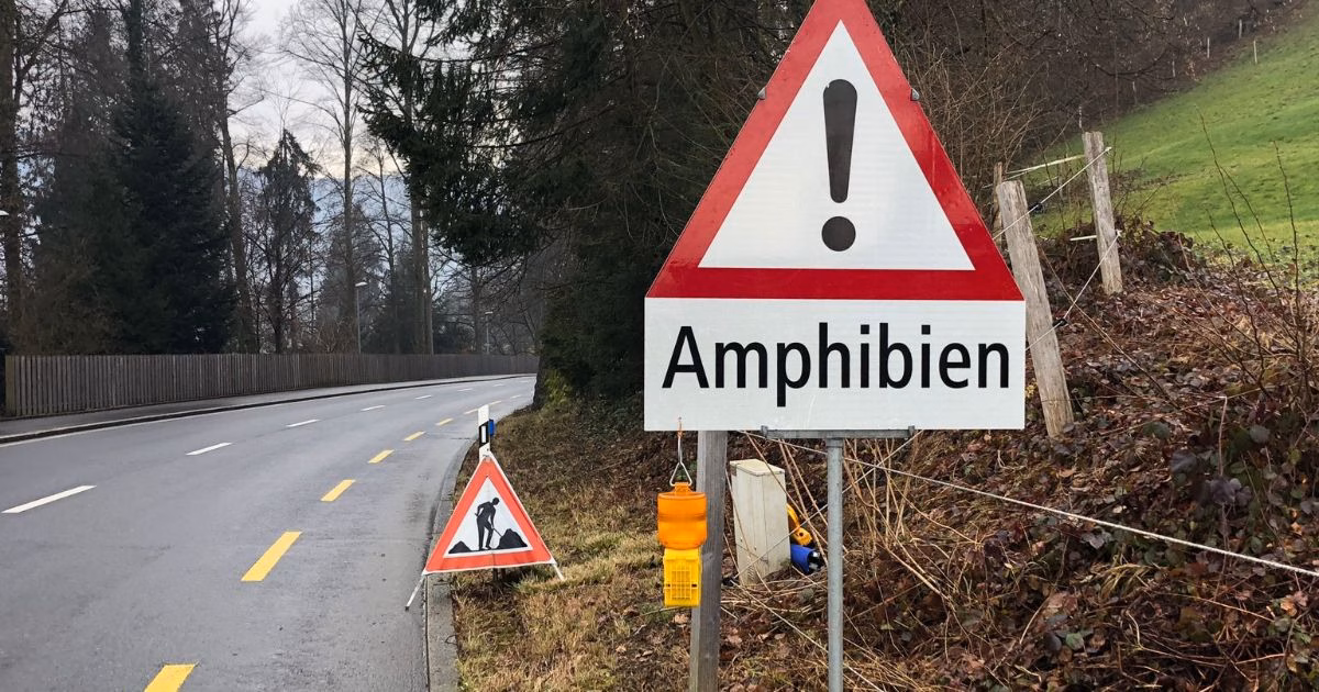 Amphibien auf Wanderschaft: Tausende überqueren Zufahrten im Zug!