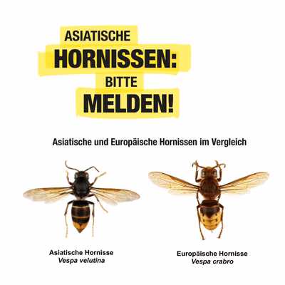 Asiatische Hornisse auf Vormarsch: Einheimische Insekten bedroht!