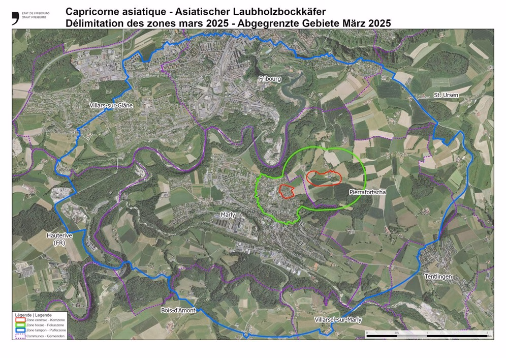 Kampf gegen den Asiatischen Laubholzbock: 485 Bäume müssen fallen!