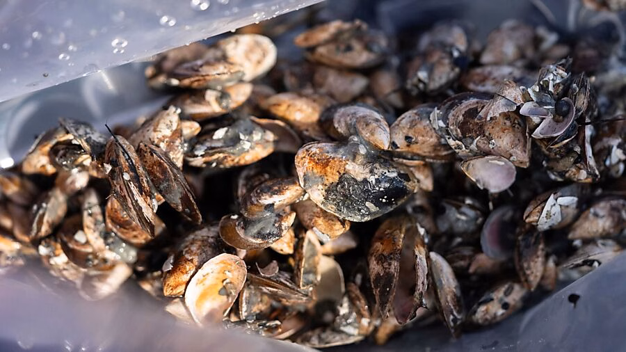 Kampf gegen invasive Quaggamuschel: Glarner Seen in Gefahr!