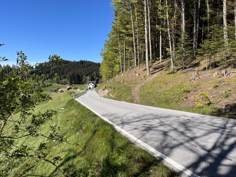 Sanierung der Haggenstrasse: Einspurig bis September – Verkehr bleibt flüssig!