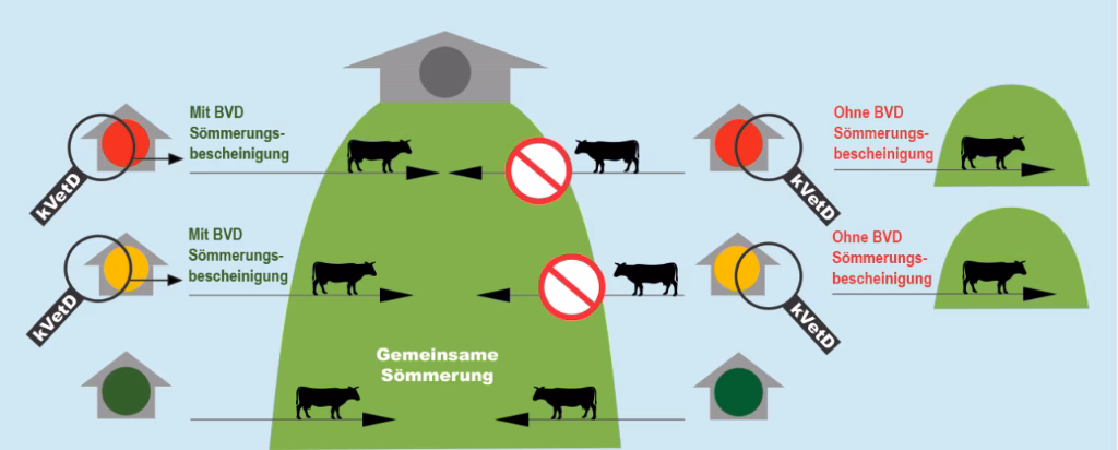 Vorsicht bei der Sömmerung: BVD-Infektionen gefährden Landwirte!