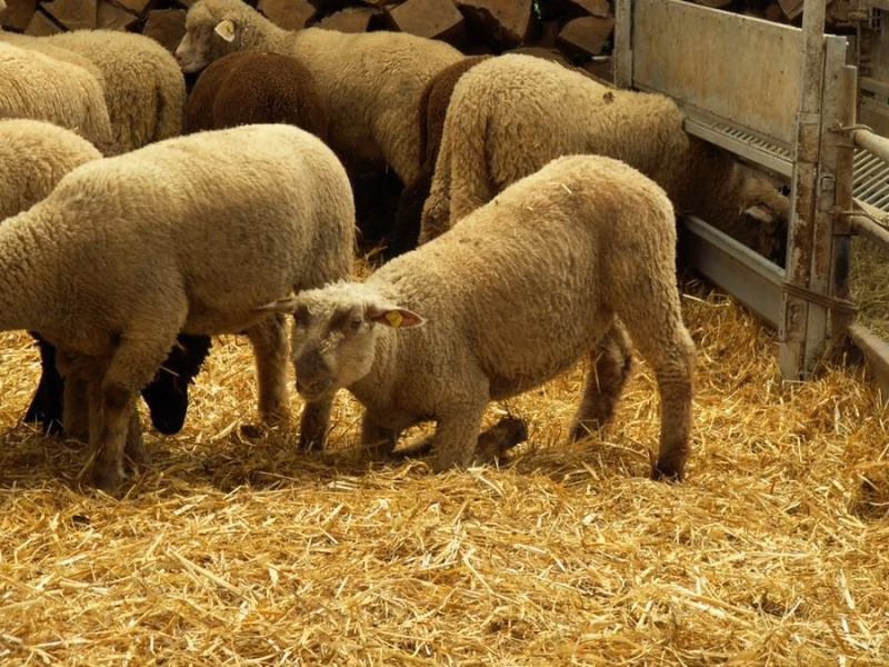 Erfolgreiche Bekämpfung der Moderhinke: Infektionsrate sinkt drastisch!