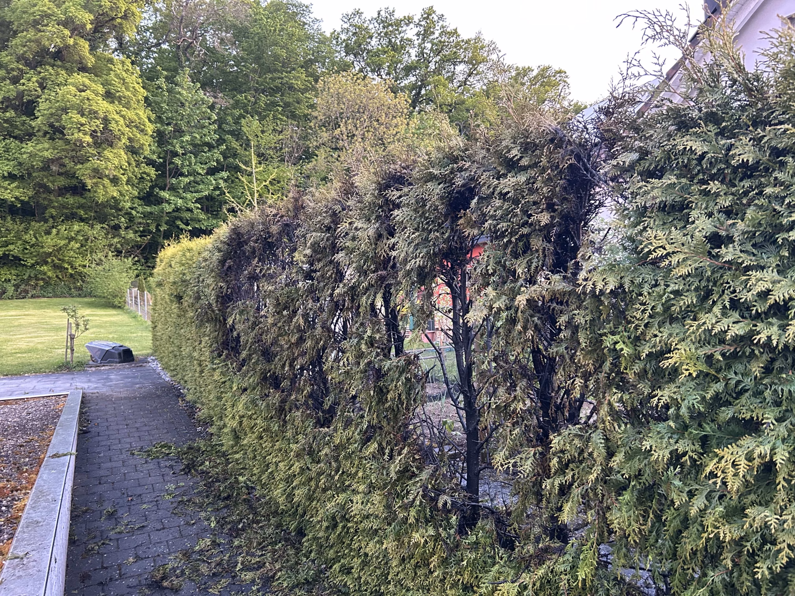 Feuer in Kreuzlingen! Hecke brennt, doch alle bleiben unverletzt