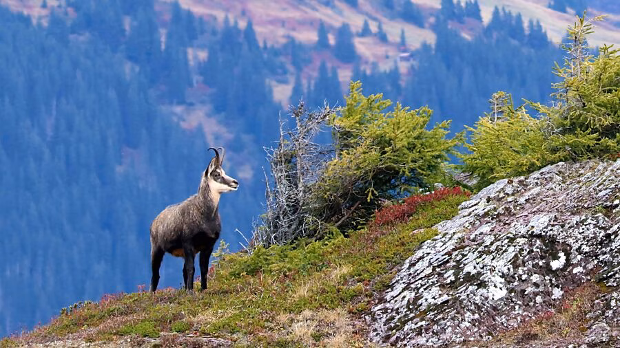 Glarnerland startet Kampagne: Natur schützen für die Zukunft!
