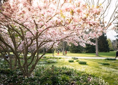 Kannenfeldpark in Basel: Erster Schulthess Gartenpreis glänzt 2025!