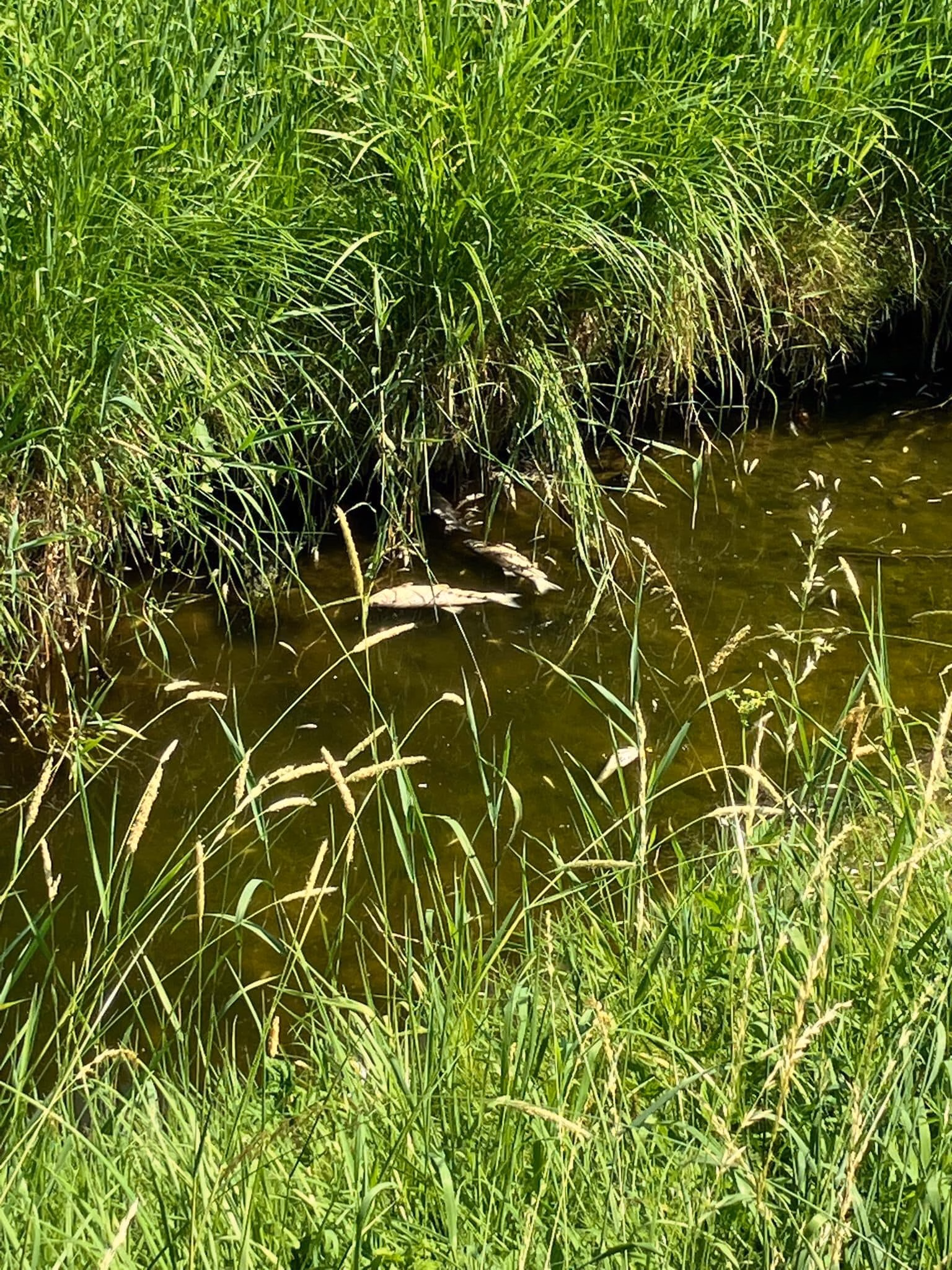 Alarm in Weinfelden: Dutzende Fische sterben wegen heißem Wasser!