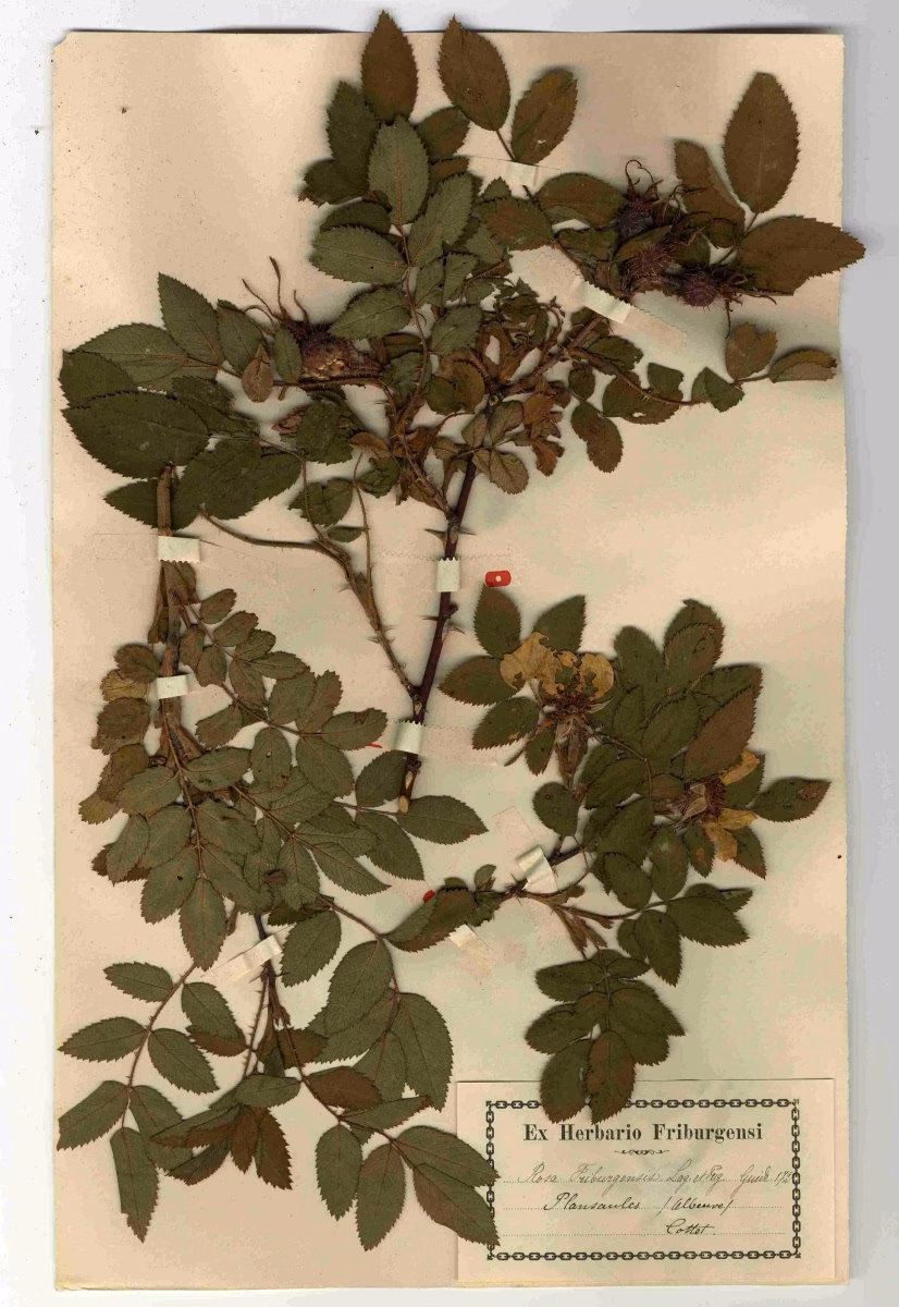 Botanische Schätze in Freiburg: Entdeckungen aus verborgenen Zeiten