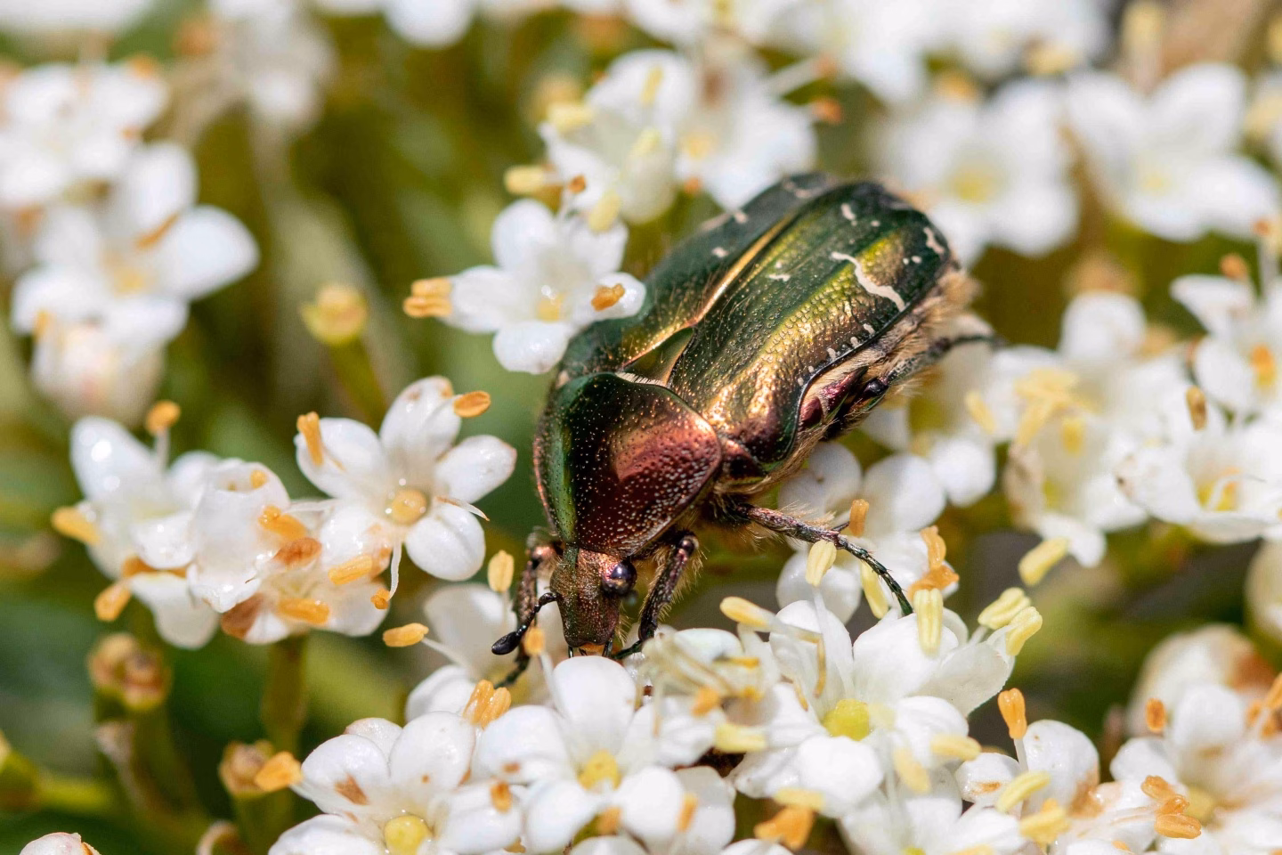Entdeckt im Garten: Der Goldglänzende Rosenkäfer als Naturwunder!