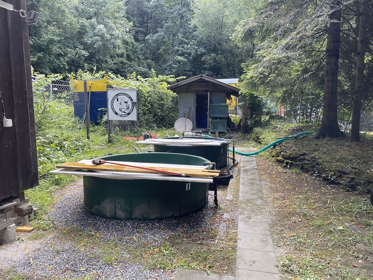 Fischsterben in Malans: Sabotage führt zu Tod von 8.000 Forellen!