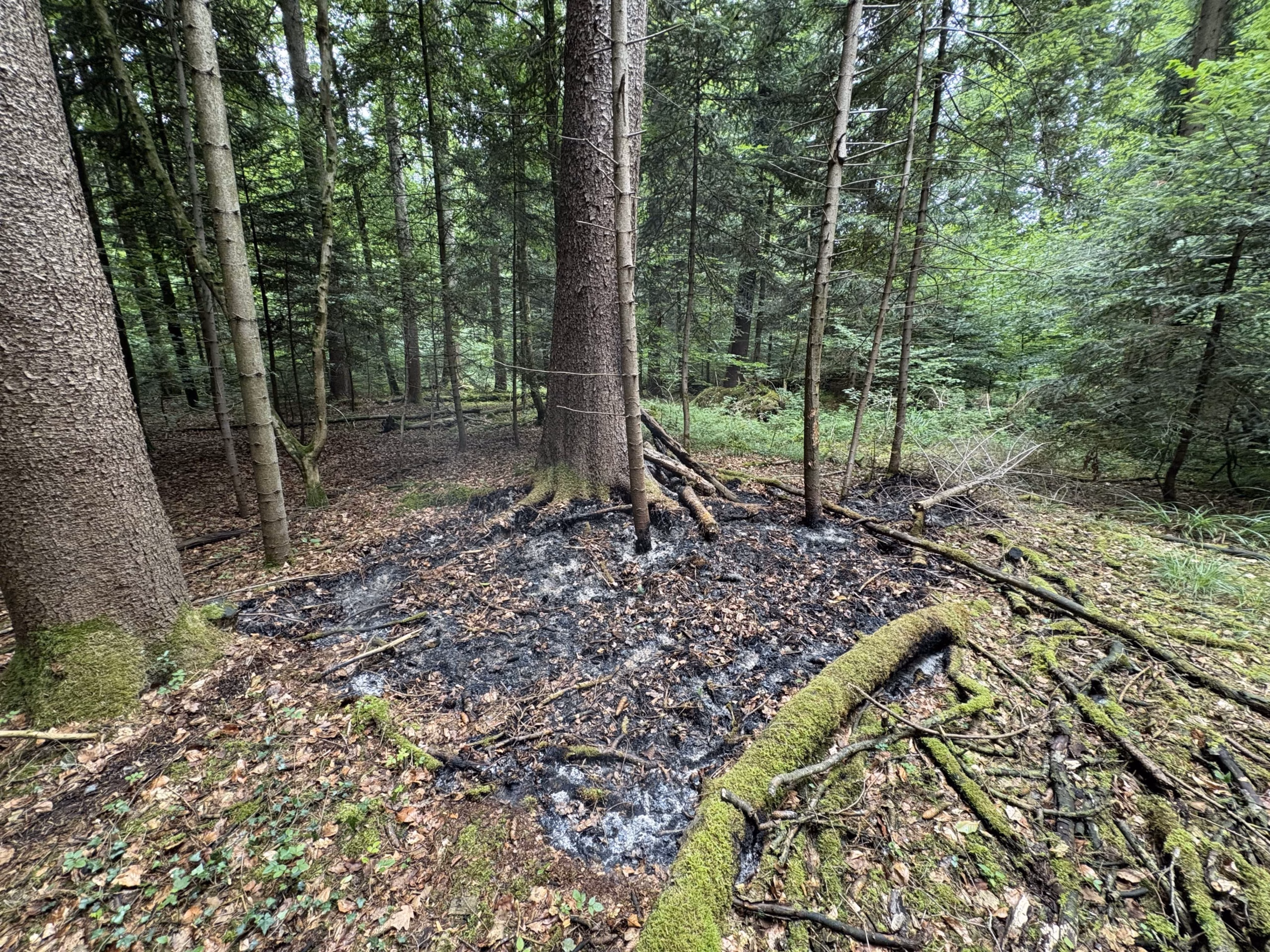 Mottbrand im Leimatwald: Zwei Verdächtige nach Feuerübergriffen gefasst!