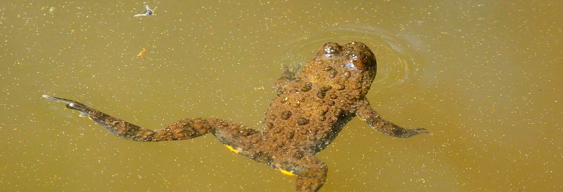 Sanierung des Amphibienleitsystems: Gähwilerstrasse wird sicherer!