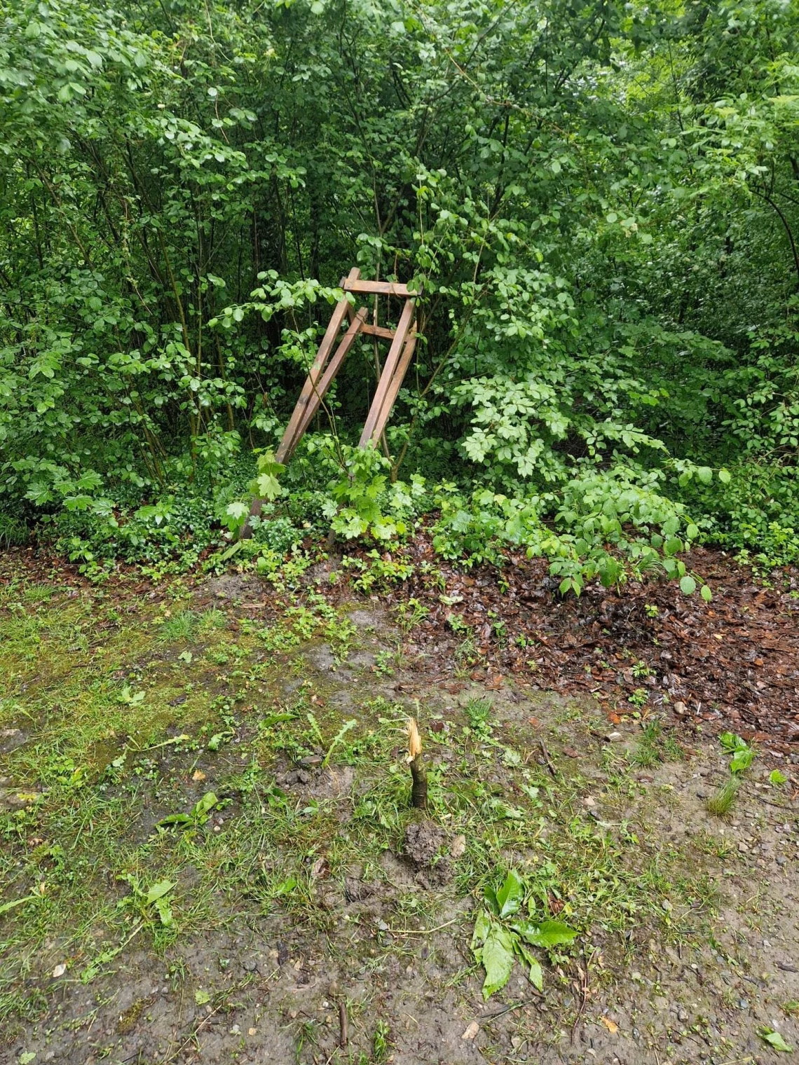 Vandalismus in Kaltbrunn: Waldlehrpfad wird zur Zerstörungszone!