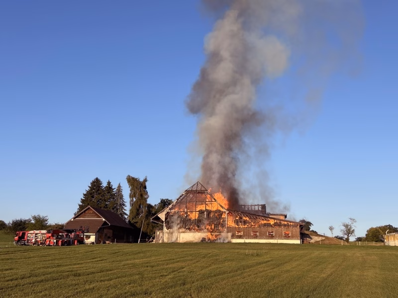 Brand auf Bauernhof in Düdingen: Tragischer Verlust für Kälber!