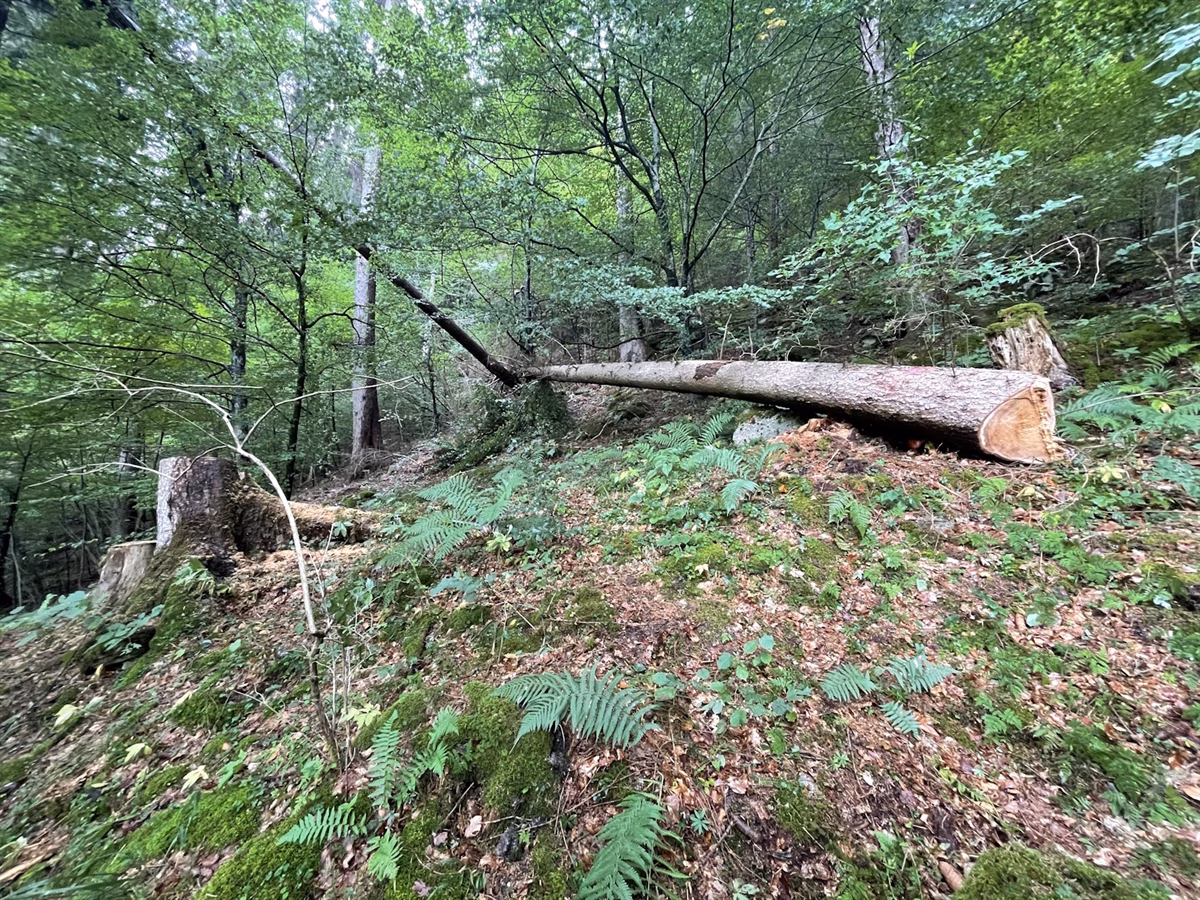 Forstarbeiter in Ilanz von umfallendem Baum verletzt – Schock!