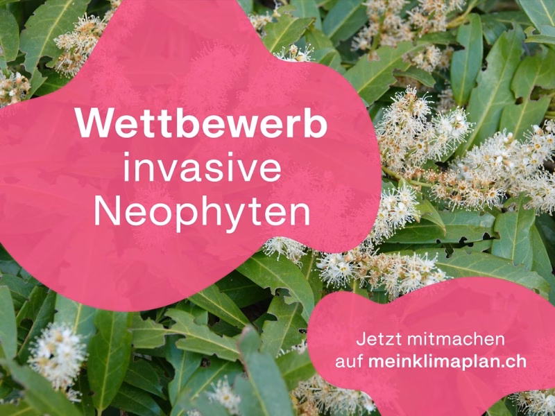 Invasive Neophyten im Visier: Mach mit beim Freiburger Wettbewerb!
