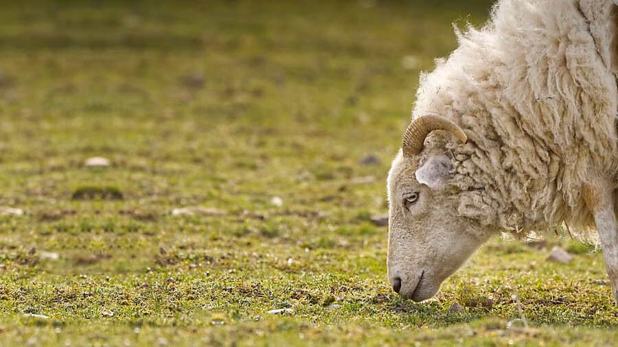 Kanton Glarus plant höhere Entschädigungen für Tierhalter bei Wolfsangriffen