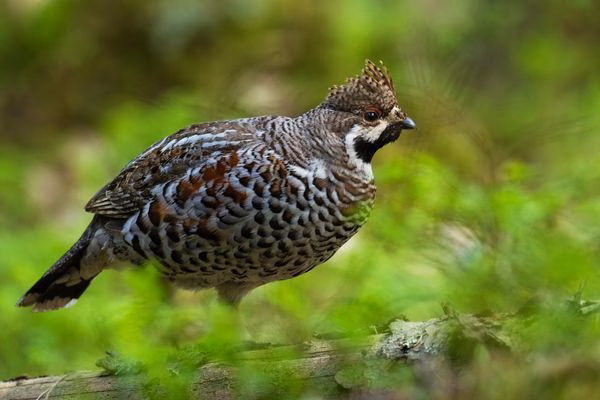 Nidwalden: Neue Waldreservate stärken die Biodiversität entscheidend!