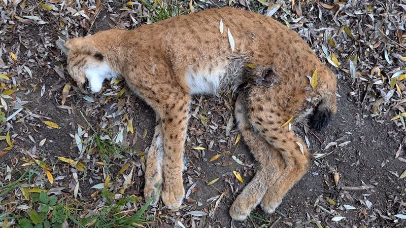 Luchs-Tod in La Roche: Wilderei schockiert die Gemeinde!