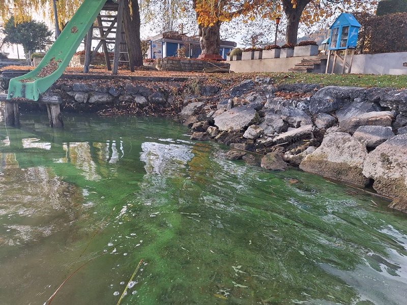Achtung Badegäste! Gefährliche Cyanobakterien im Murtensee entdeckt