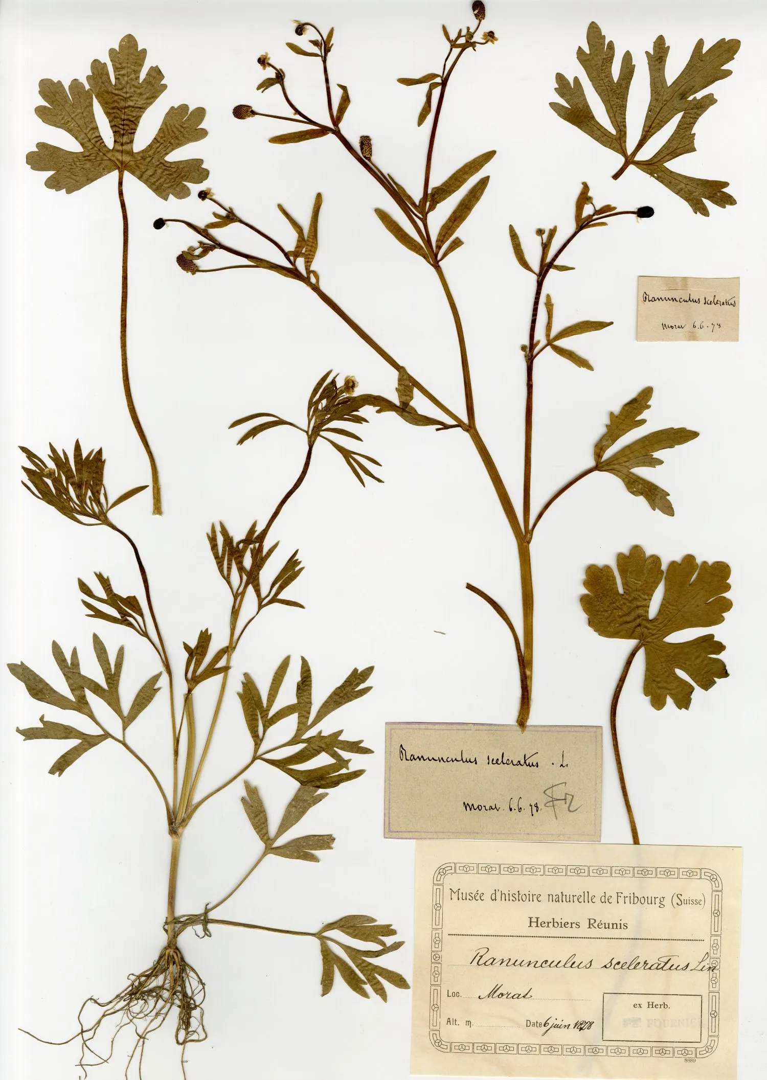 Gefährlicher Gift-Hahnenfuss: Ein Relikt aus dem Mittelalter!