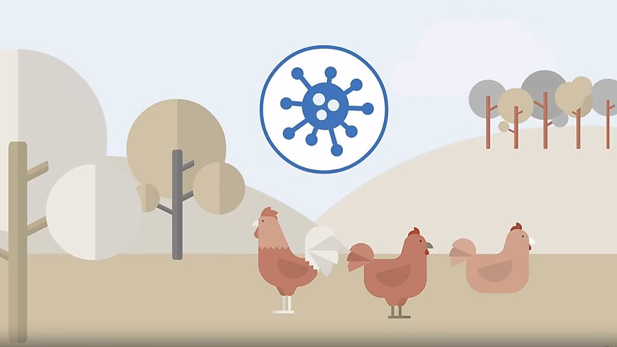 Vogelgrippe Alarm: Neue Maßnahmen für Glarner Geflügelhalter!