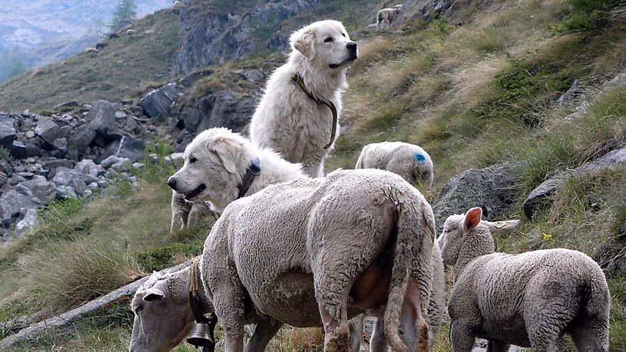 Kanton Glarus stärkt Herdenschutz: 497.000 Franken für die Alpen!