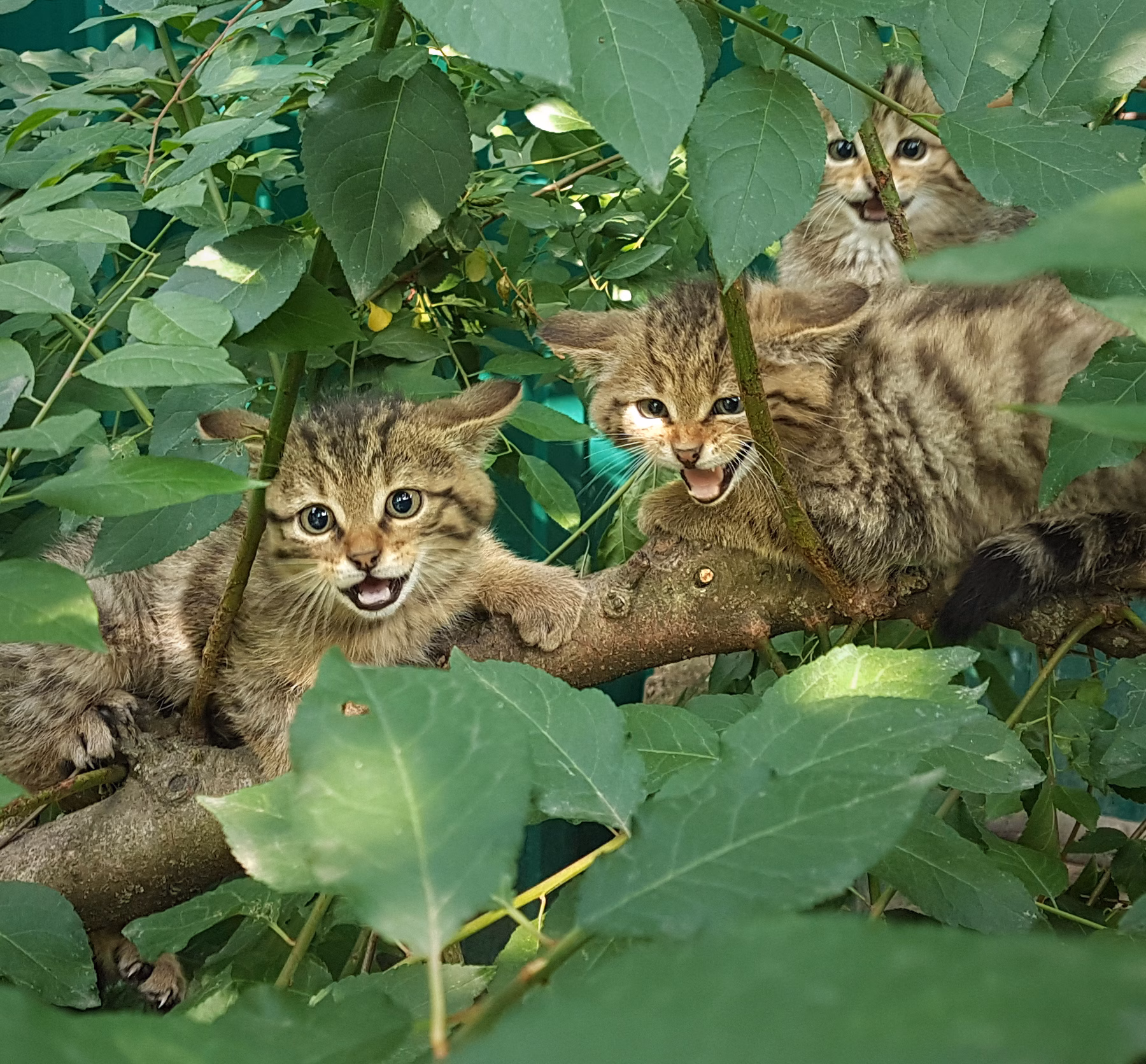 Erfolgsgeschichte: Drei wilde Katzen kehren zurück in die Freiheit Genf!