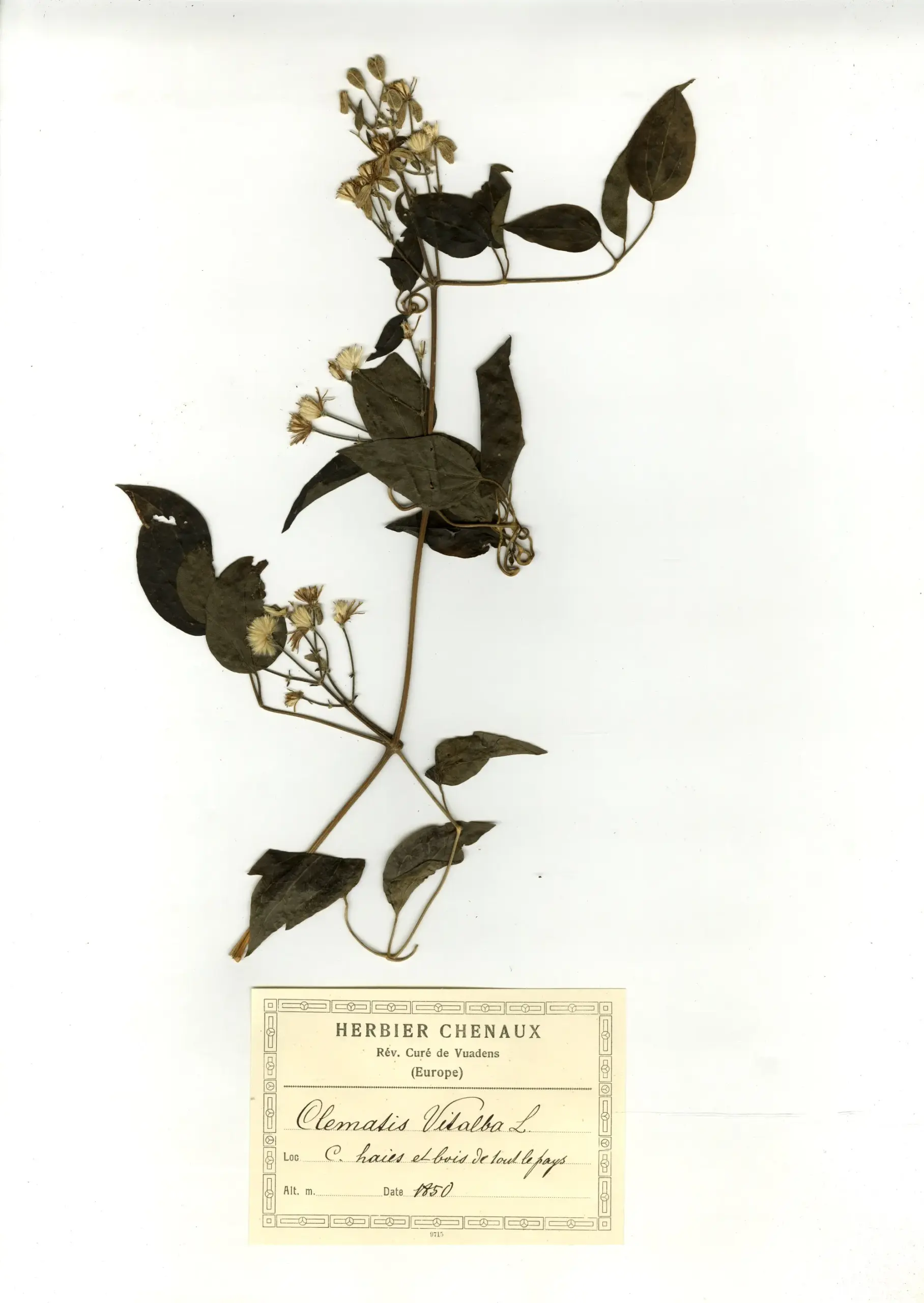 Gewöhnliche Waldrebe: Der Schrecken für Gärtner in der Schweiz!