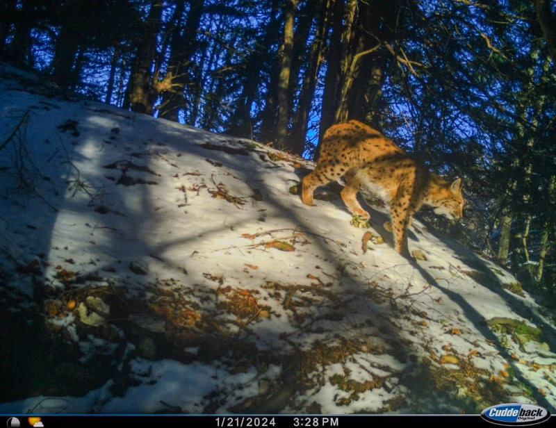 Junger Luchs illegal gefangen: Schnelle Rettung durch das WNA!
