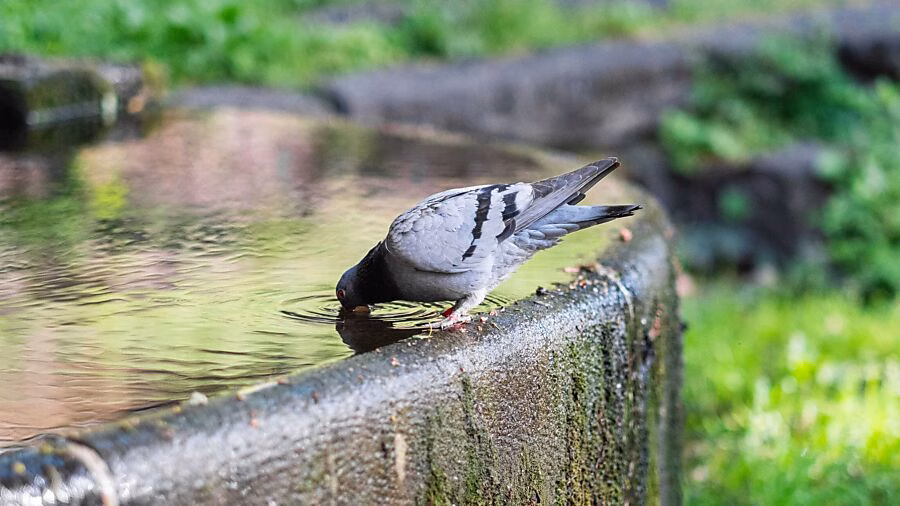 Glarus feiert: Trinkwasser-Qualität trotz kleiner Verunreinigung!