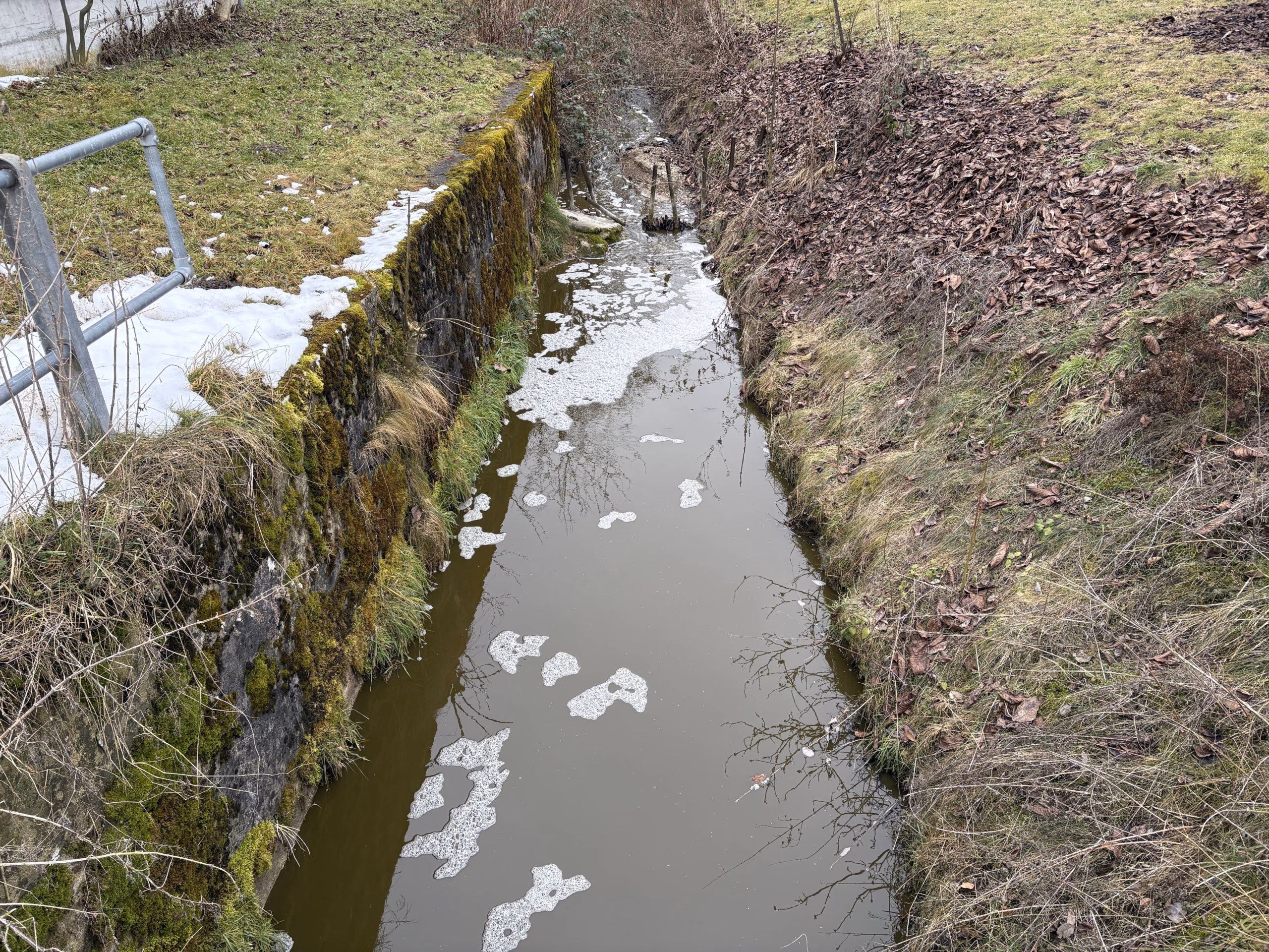 Jauche-Verschmutzung in Schönholzerswilen: Bach voller Toten Fische!
