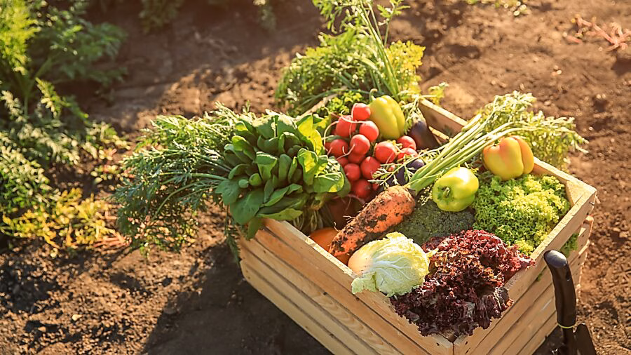 Regionaler Gemüse-Check: Kein Radioaktivität nachgewiesen!