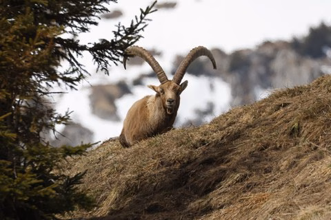 Erfolgreiche Jagdsaison 2025: Rekordabschüsse bei Rot- und Rehwild!