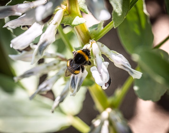 Körnerleguminosen: Superfoods für Umwelt und Gesundheit entdecken!